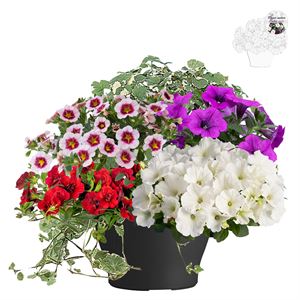 Afbeelding van TP26 Mixpot Mix 6